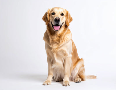 Shop Dog