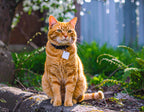 Smart Bluetooth Pet Tracker (Apple Find My) Compatible, MFi Certified Collar Locator