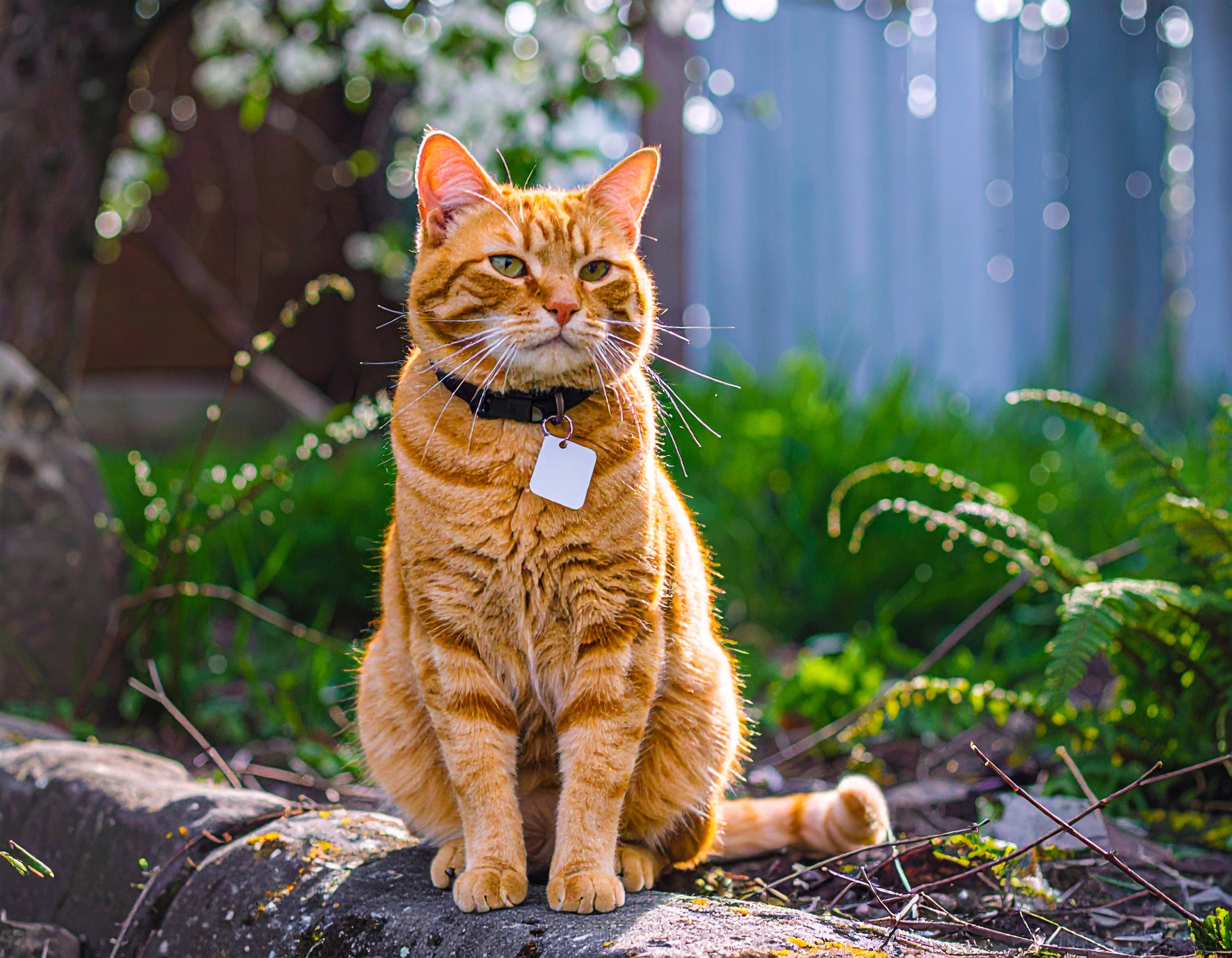 Smart Bluetooth Pet Tracker (Apple Find My) Compatible, MFi Certified Collar Locator
